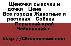 Щеночки-сыночки и дочки › Цена ­ 30 000 - Все города Животные и растения » Собаки   . Пермский край,Чайковский г.